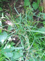 Cyperus chorisanthos