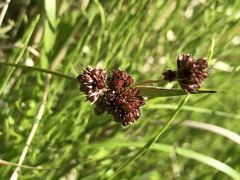 Luzula capitata