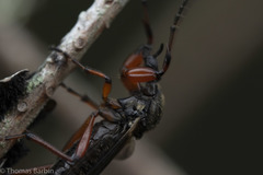Bibio palliatus