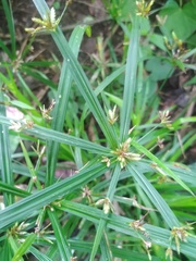 Cyperus chorisanthos