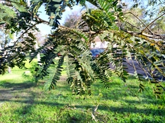 Enterolobium cyclocarpum