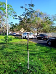 Enterolobium cyclocarpum