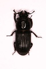 Nigidius delegorguei