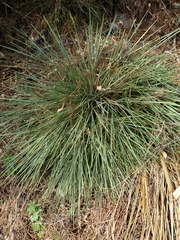 Aciphylla squarrosa squarrosa
