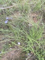 Schedonnardus paniculatus