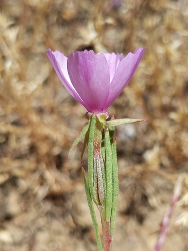 Winecup clarkia (Clarkia purpurea)