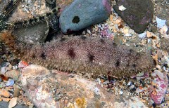 Holothuria pardalis