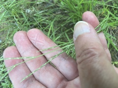 Schedonnardus paniculatus