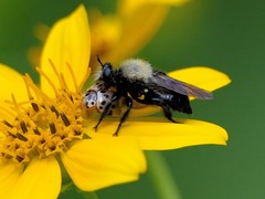 Laphria flavicollis