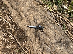 Orthetrum japonicum