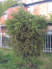 Cupressus lusitanica