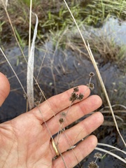 Cladium mariscoides
