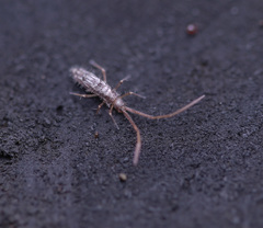 Paronellidae