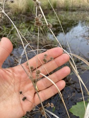 Cladium mariscoides
