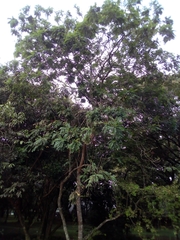 Zanthoxylum rhoifolium