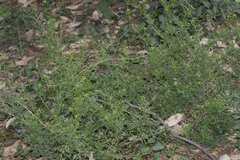 Descurainia virletii