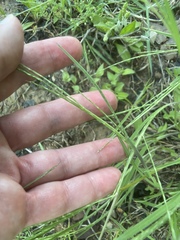 Schedonnardus paniculatus