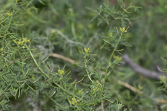 Descurainia virletii