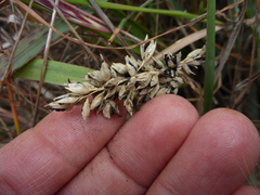 Carex buxbaumii