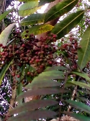Zanthoxylum rhoifolium