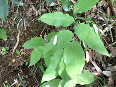Polygonatum lasianthum