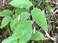 Polygonatum lasianthum
