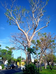 Roseodendron donnell-smithii