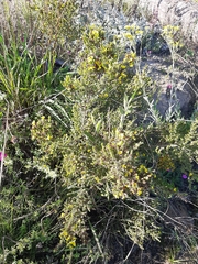 Aspalathus opaca rostriloba