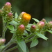 Ploughman's-Spikenard - Photo (c) Bastiaan, some rights reserved (CC BY-NC-ND)