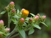 Ploughman's-Spikenard - Photo (c) Bastiaan, some rights reserved (CC BY-NC-ND)