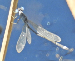Lestes tridens