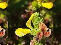 Aspalathus opaca rostriloba