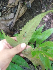 Tectaria pilosa