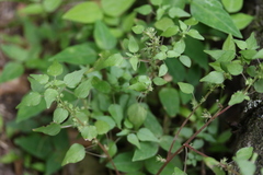 Parietaria floridana