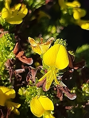 Aspalathus opaca rostriloba