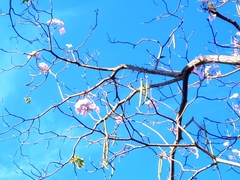 Tabebuia rosea