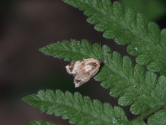Neocalyptis affinisana