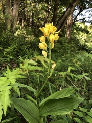 Cephalanthera falcata