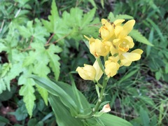Cephalanthera falcata
