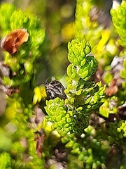 Aspalathus opaca rostriloba