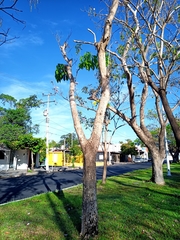 Roseodendron donnell-smithii