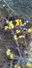 Marasmodes