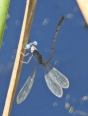 Lestes tridens