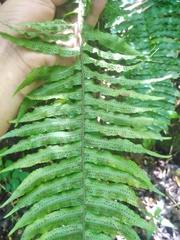Cyclopeltis semicordata image