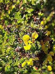 Aspalathus opaca rostriloba