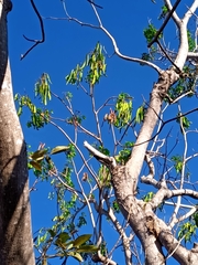 Roseodendron donnell-smithii