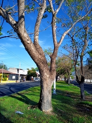 Roseodendron donnell-smithii