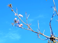 Tabebuia rosea