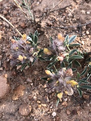 Dalea jamesii