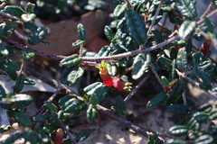 Correa decumbens